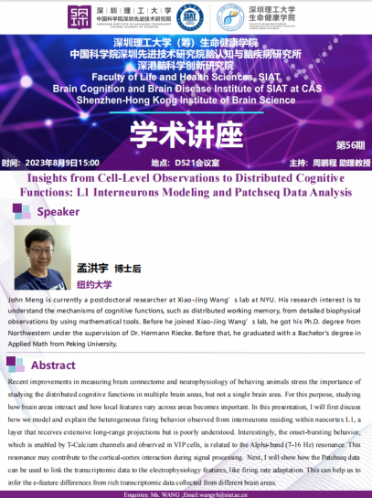 Insights from Cell-Level Observations to Distributed Cognitive Functions: L1 Interneurons Modeling and Patchseq Data Analysis